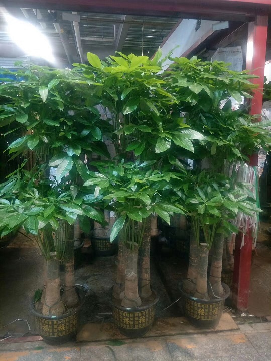 步步高發(fā)財(cái)樹